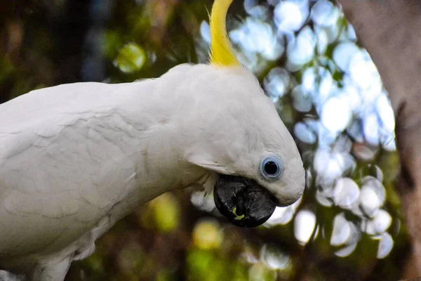 Fehér Madár Papagáj Közelkép — Stock Fotó