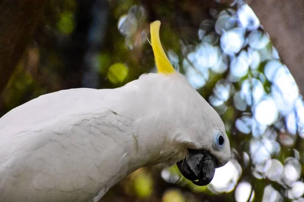Vit Papegoja Fågel Med Fjädrar — Stockfoto