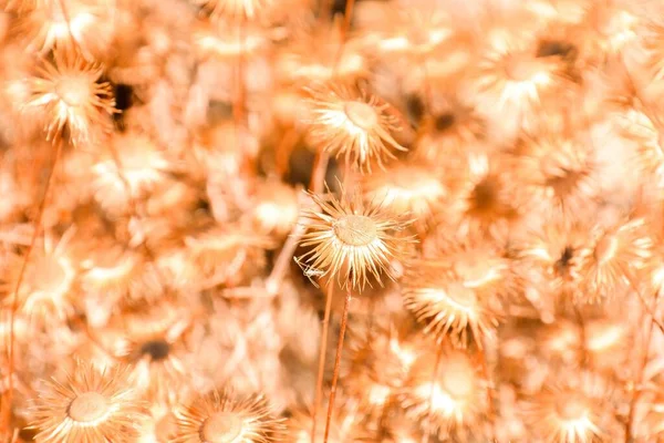 Trockene Blumen Hintergrund Nahaufnahme — Stockfoto