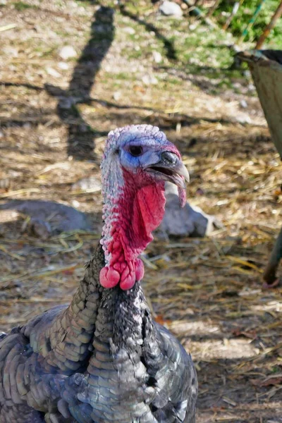 Close Domestic Turkey — Stock Photo, Image