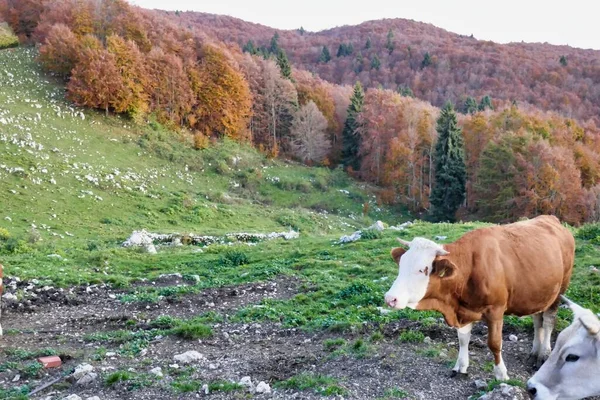 Корови Пасуться Горах — стокове фото