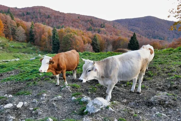Vacas Pastando Nas Montanhas — Fotografia de Stock