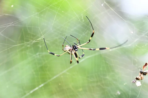 Örümcek Ağı Doğada — Stok fotoğraf