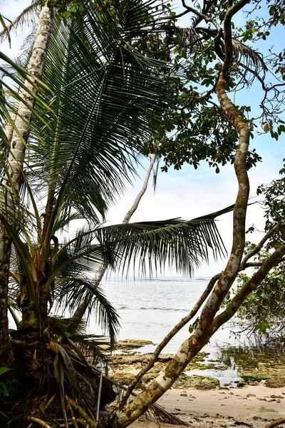Palm Trees Beach — Stock Photo, Image