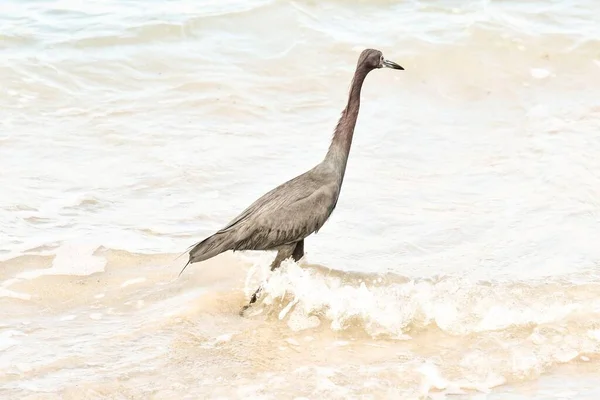 Großer Grauer Vogel Strand — Stockfoto