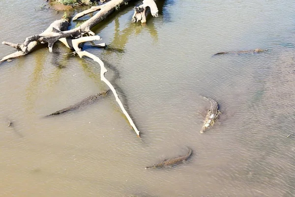 Crocodilos Água — Fotografia de Stock