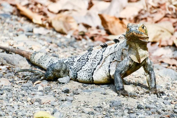 Gros Plan Lézard Sur Rocher — Photo