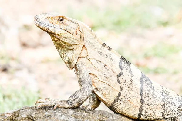 Iguana Arena —  Fotos de Stock