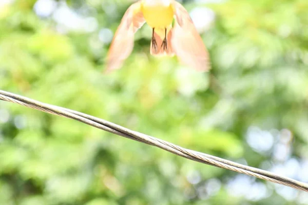 Oiseau Vol Fil Dans Parc Vert — Photo