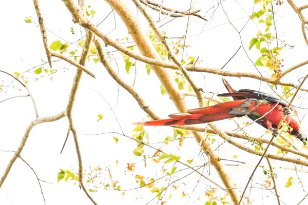 Papagaio Sentado Ramo Uma Árvore — Fotografia de Stock