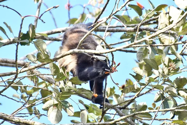 Macaco Galho Árvore — Fotografia de Stock