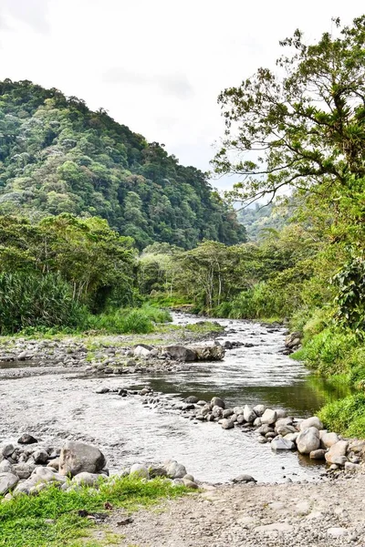 Bellissimo Paesaggio Con Fiume Foresta — Foto Stock