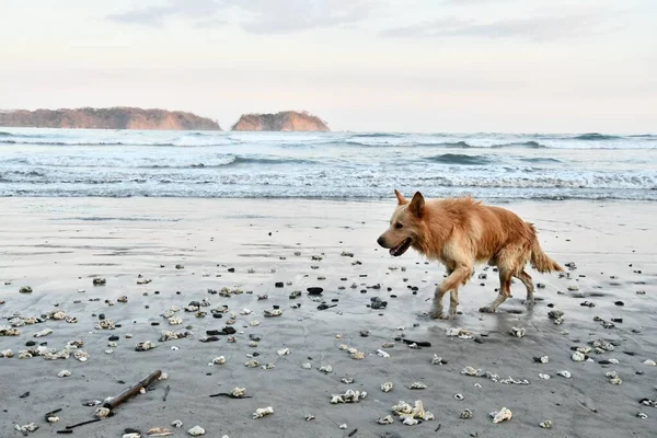 Hund Geht Strand Spazieren — Stockfoto