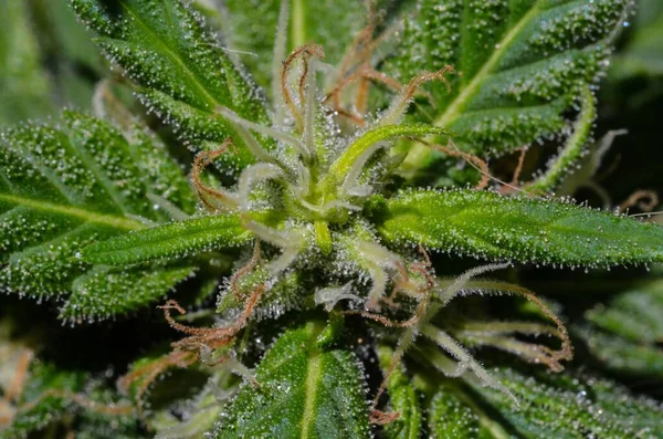 Planta Cannabis Planta Maconha — Fotografia de Stock
