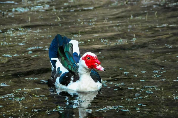 Bonito Pato Nadando Água — Fotografia de Stock