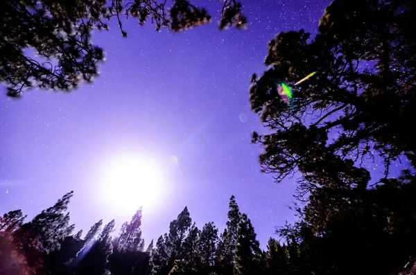 Krásná Noční Obloha Hvězdami Stromy — Stock fotografie