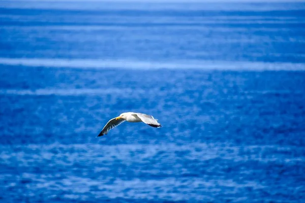 Möwe Fliegt Meer — Stockfoto