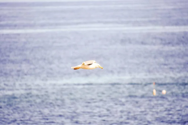 Gaviota Volando Mar — Foto de Stock