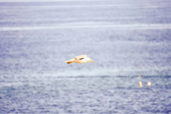 Gaivota Voando Mar — Fotografia de Stock