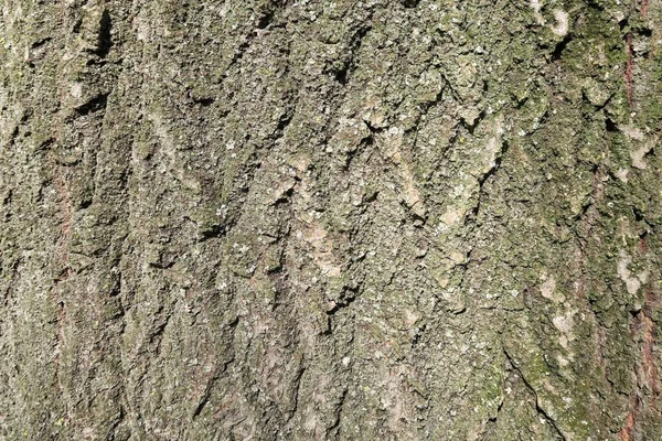 Close Tree Bark — Stock Photo, Image