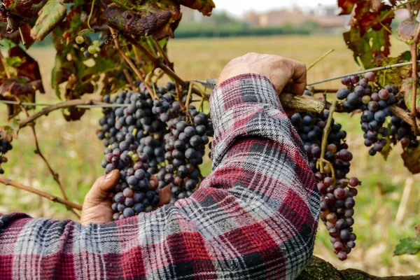 Homem Que Segura Uvas Vinha — Fotografia de Stock