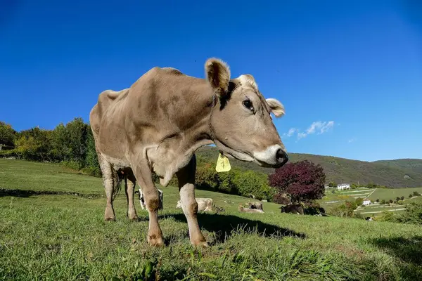 Cow Green Field — Stock Photo, Image