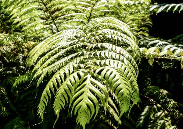 Varenbladeren Het Bos — Stockfoto