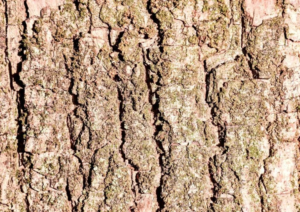 Texture Old Tree Bark — Stock Photo, Image
