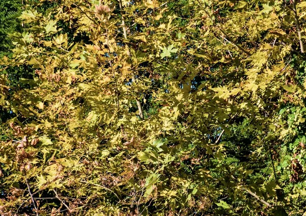 Yeşil Yaprak Dokusu Arkaplan Kapat — Stok fotoğraf