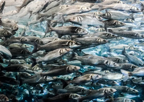 Pesce Sul Mercato — Foto Stock