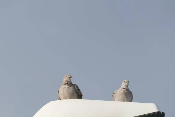 鳩が家の屋根の上に座り — ストック写真