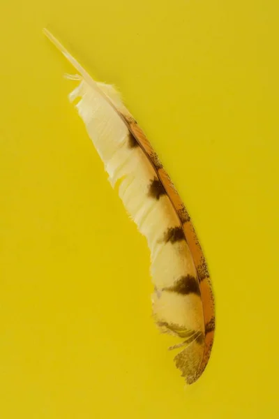 Feather Yellow Background — Stock Photo, Image