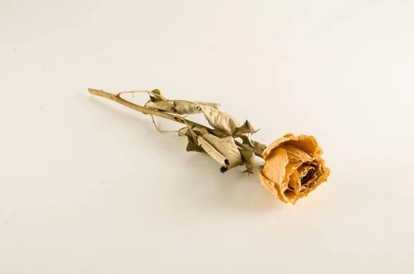 Суха Троянда Білому Тлі — стокове фото