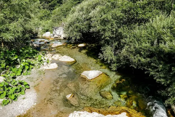 Schöne Aussicht Auf Den Fluss Wald — Stockfoto