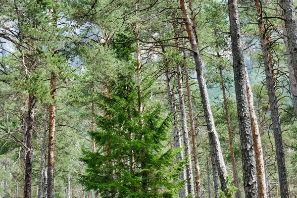 Schilderachtige Opname Van Prachtig Uitzicht Bos Zonnige Dag — Stockfoto