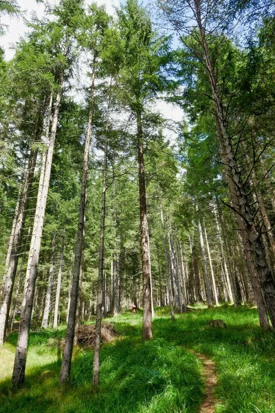 Plan Panoramique Belle Vue Sur Forêt Par Une Journée Ensoleillée — Photo