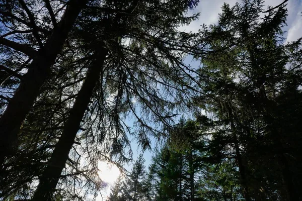 Kaunis Näkymä Metsään — kuvapankkivalokuva