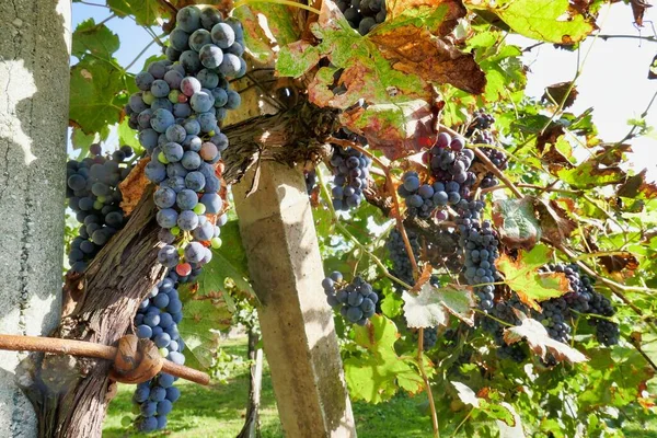 Gros Plan Des Raisins Dans Vignoble — Photo