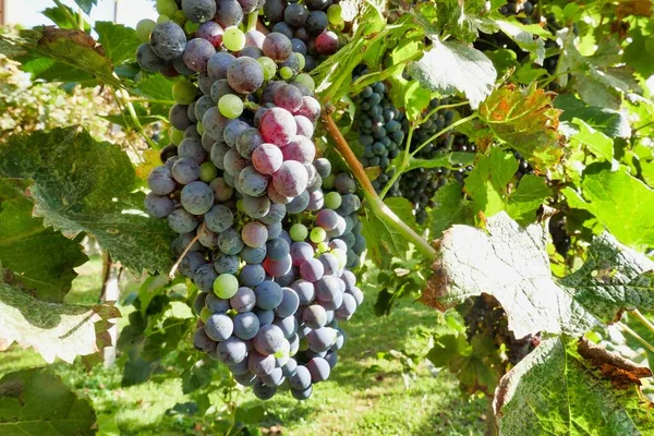 Close Shot Grapes Vineyard — Stock Photo, Image