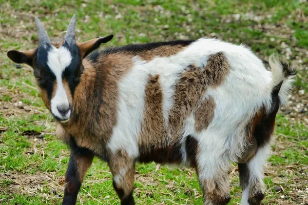 Ziege Auf Dem Bauernhof — Stockfoto