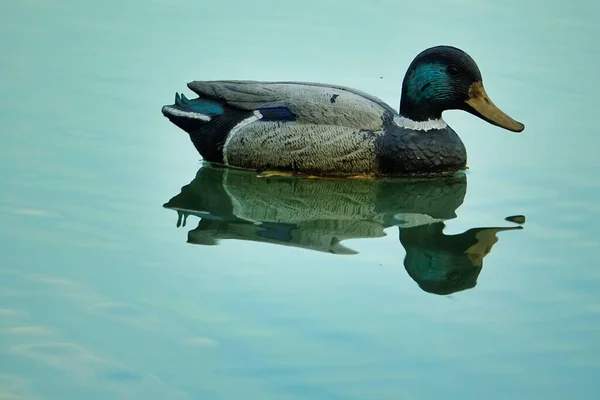 Une Belle Photo Canard Nageant Dans Eau — Photo