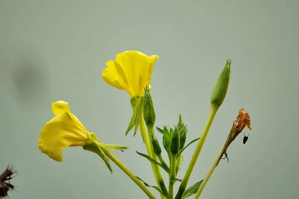 stock image beautiful botanical shot, natural wallpaper