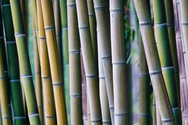 Tallos Bambú Sobre Fondo Verde — Foto de Stock