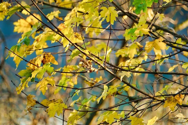 Yellow Leaves Autumn Forest — Stock Photo, Image