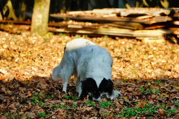 Собака Играет Парке — стоковое фото