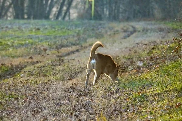 Собака Осеннем Лесу — стоковое фото