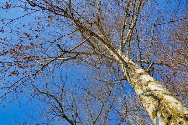 Κλαδιά Δέντρων Στο Δάσος — Φωτογραφία Αρχείου
