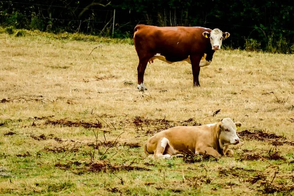 Vacas Pasto — Fotografia de Stock