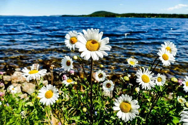 Schöne Blumen Meer — Stockfoto