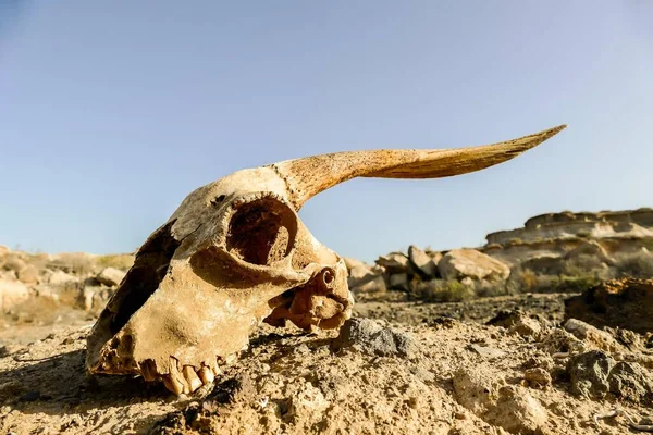 Crânio Chão Deserto — Fotografia de Stock